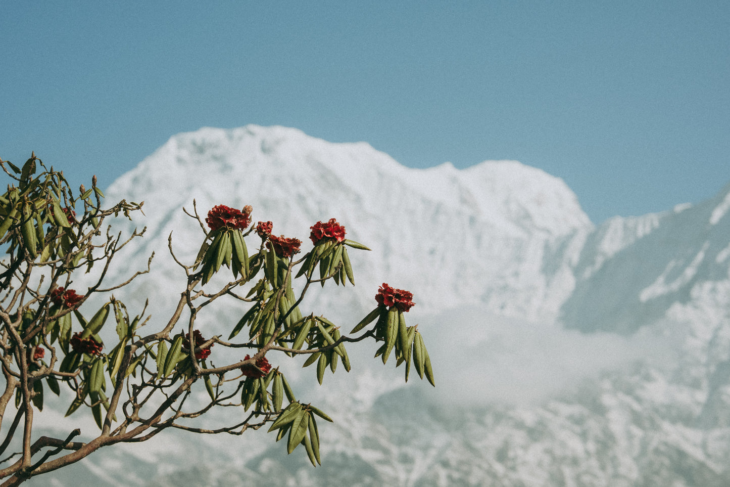 尼泊爾10日8夜徒步 SUMMIT & SAFARI NEPAL （重陽節假期）